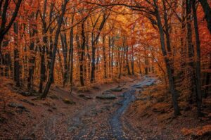 良縁祈願に最適な神社は大分でどこ？