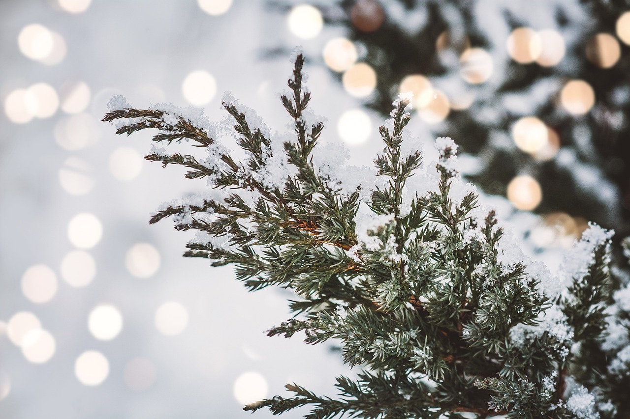 千年杉神社での縁結びに効果的な参拝方法は？