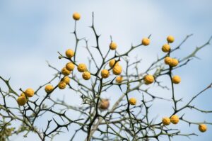 佐賀の御朱印で縁結びに有名な神社はどこですか？