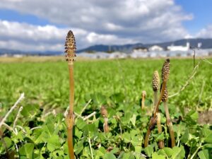 佐賀の御朱印が恋愛成就に与える効果とは？