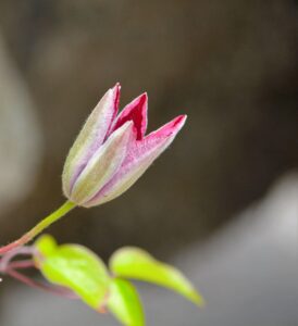 初心者が御朱印帳を選ぶ際のポイントは？