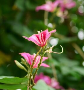 大分で縁結びにおすすめの御朱印スポットは？