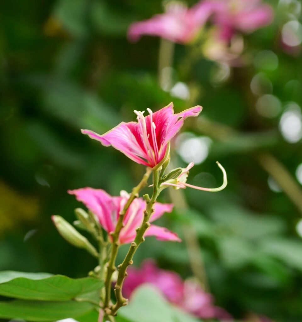 大分で縁結びにおすすめの御朱印スポットは？