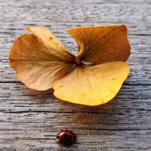 縁結びのお守りの効果はいつまで続くの？