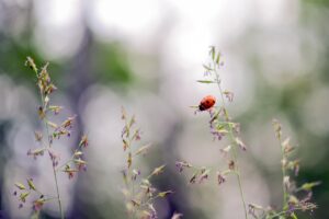 御朱印で恋愛成就のお守りは本当に効果がある？